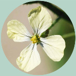 Eruca Technologies flower